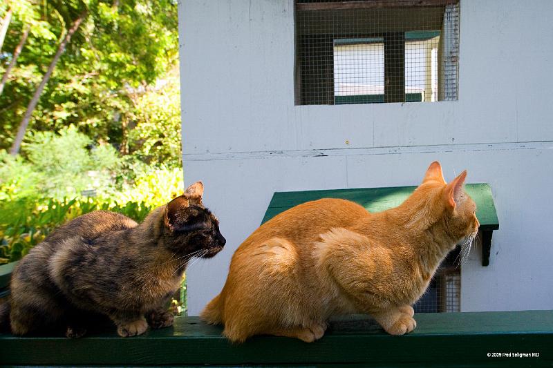 20090204_152943 D3 P1 5100x3400 srgb.jpg - Cats at Hemmingway Home Key West